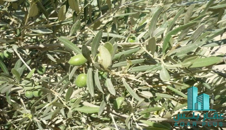 عقار بلس