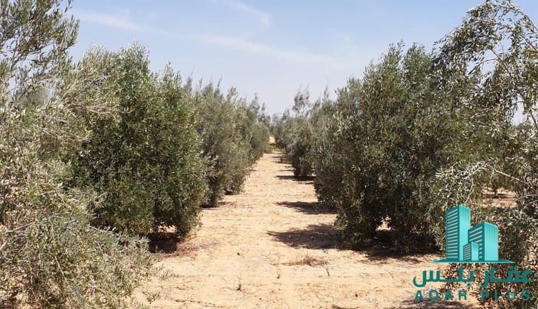مزرعة للبيع في وادى النطرون 