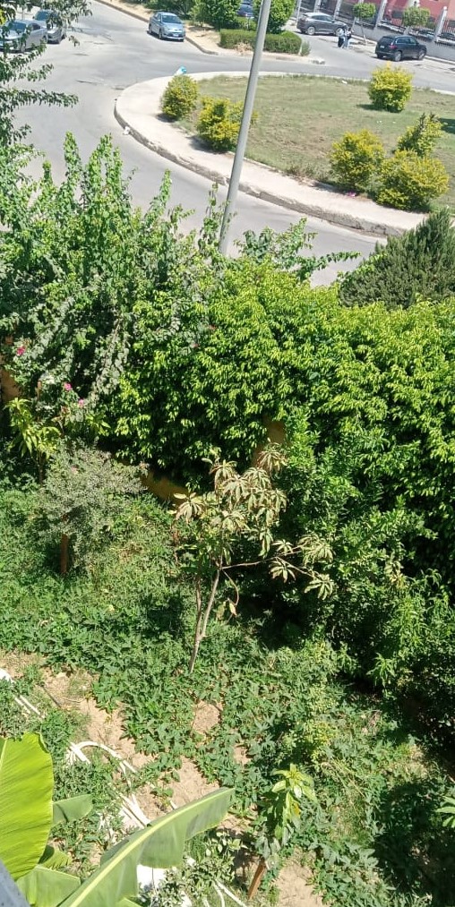 عقار بلس