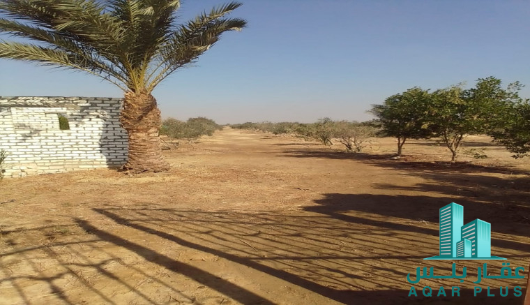 عقار بلس