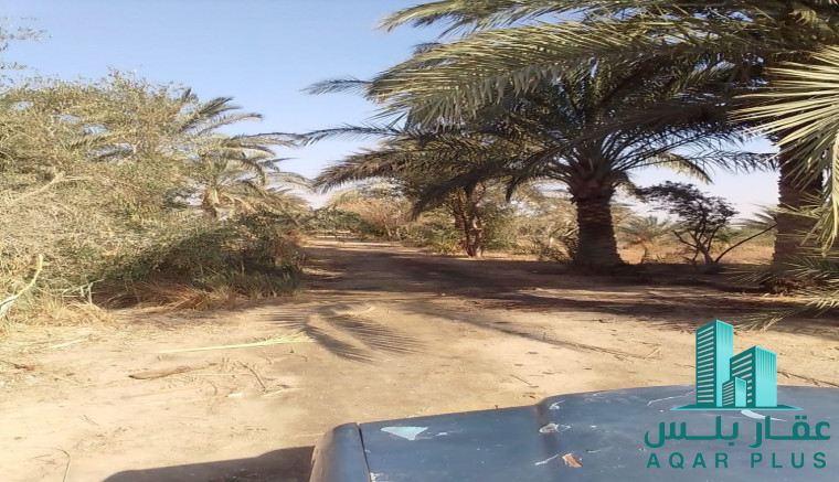 مزرعه 5 فدان مزروعه بالكامل 