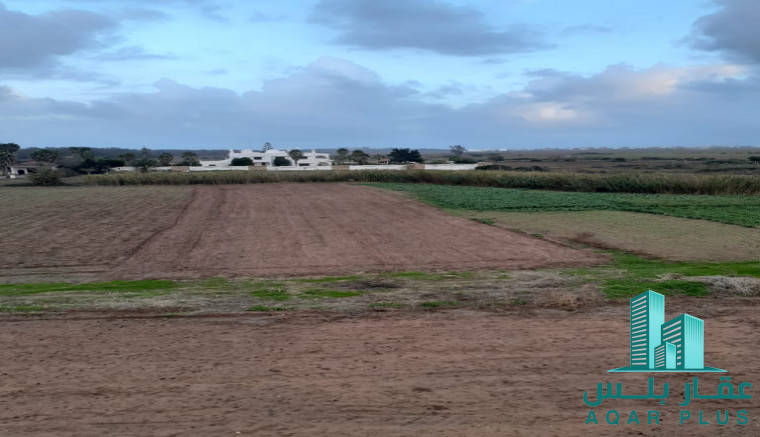 كابو نيغرو الرأس الأسود 