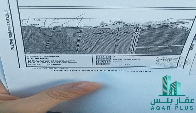 كابو نيغرو الرأس الأسود 