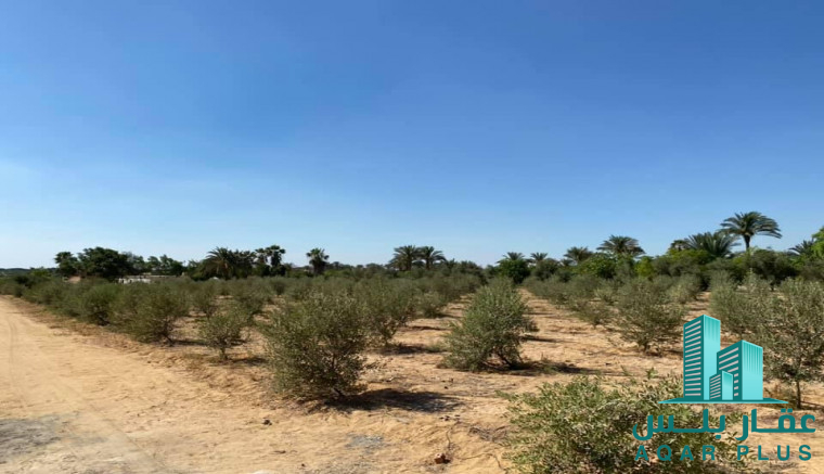 مرزعة للبيع بالطريق الصحراوى 